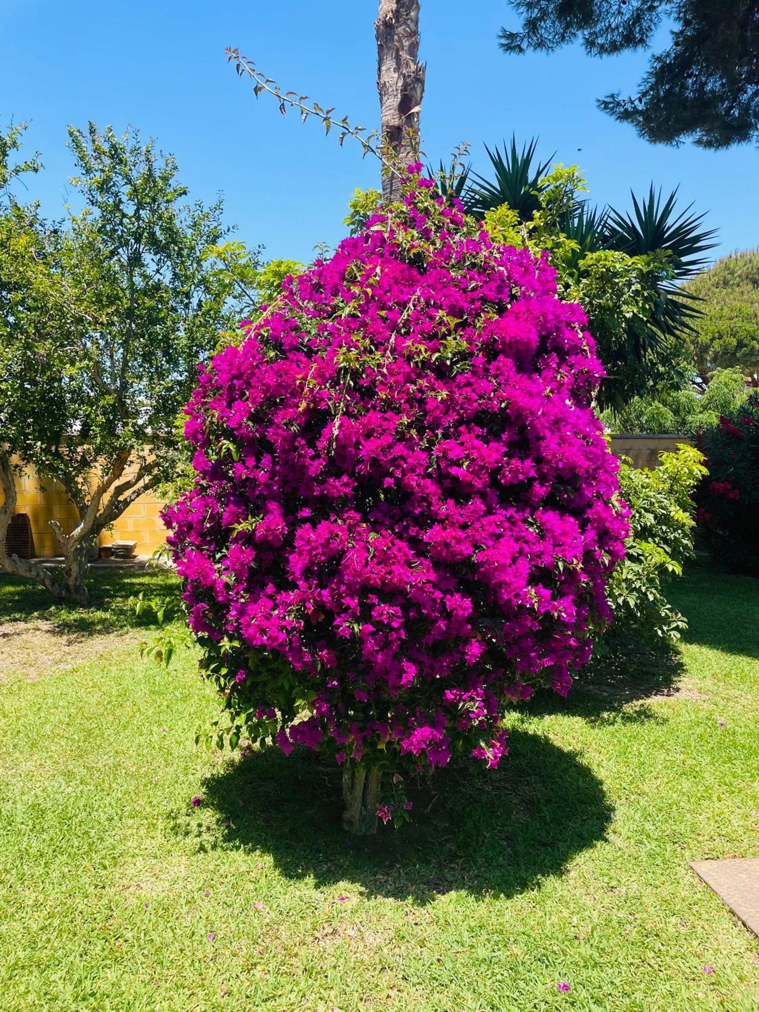 Brisa Home Chiclana de la Frontera Zewnętrze zdjęcie